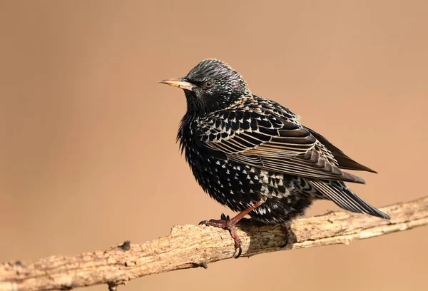 Comum Starling Sentado Ramo Vista Perto — Fotografia de Stock