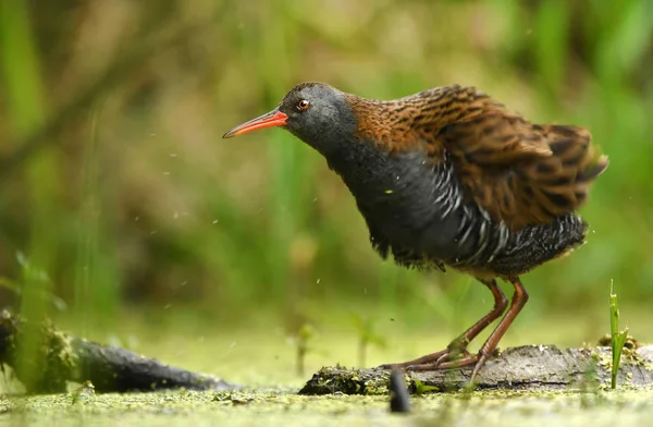 Cute Water Rail Natural Habitat — Stock Photo, Image