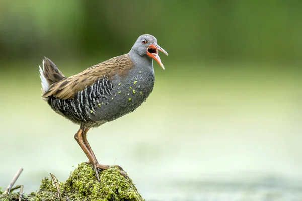 Cute Water Rail Natural Habitat — Stock Photo, Image