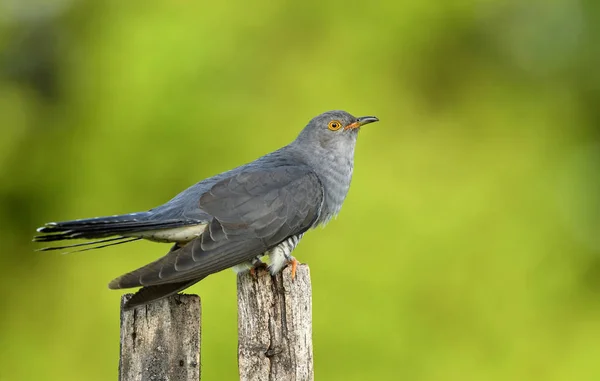 Nahaufnahme Des Kuckucks Natürlichen Lebensraum — Stockfoto