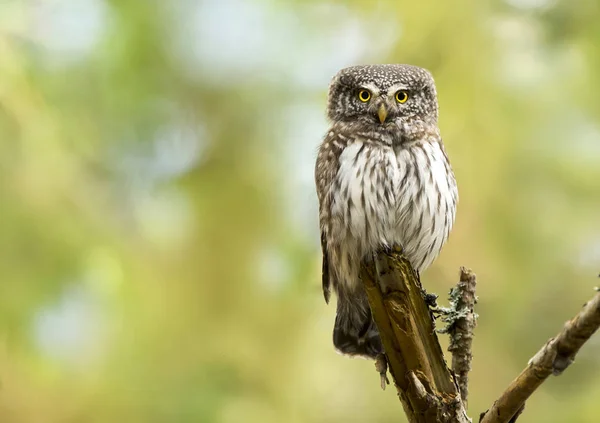 Карликовая Сова Glaucidium Passerinum — стоковое фото