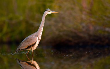 Doğal ortamlarında güzel gri balıkçıl