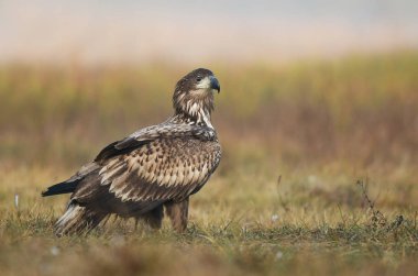 Beyaz kuyruklu kartal doğal ortamlarında