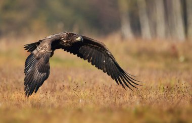 Çayır üzerinde uçan beyaz kuyruklu kartal