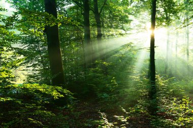 Sonbahar yaprak döken orman içinde güzel güneş ışınları