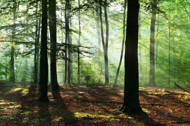 Sonbahar yaprak döken orman içinde güzel güneş ışınları