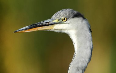 Doğal ortamlarında güzel gri balıkçıl