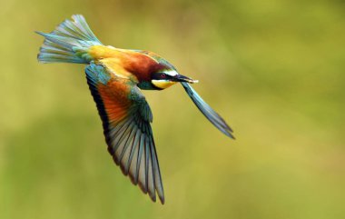 Avrupa arı yiyici bulanık arka plan üzerinde