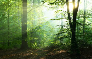 Sonbahar yaprak döken orman içinde güzel güneş ışınları