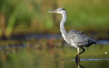 Doğal ortamlarında güzel gri balıkçıl