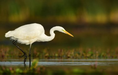 Great white egret in natural habitat clipart