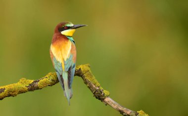 Avrupa arı yiyici bulanık arka plan üzerinde