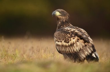 Beyaz kuyruklu kartal doğal ortamlarında