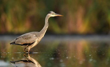 Doğal ortamlarında güzel gri balıkçıl