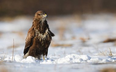 Bayağı şahin doğal ortamlarında görünümünü kapat