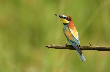 Avrupa arı yiyici bulanık arka plan üzerinde