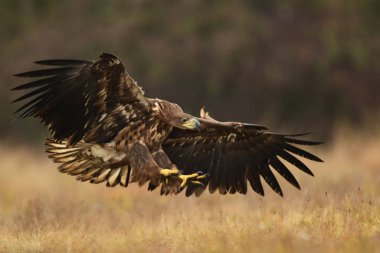 Çayır üzerinde uçan beyaz kuyruklu kartal