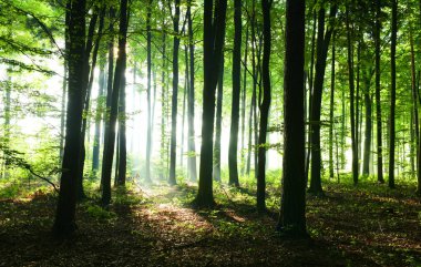 sabah güneş ışığı ile güzel sonbahar orman