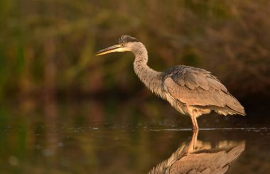 Doğal ortamlarında güzel gri balıkçıl