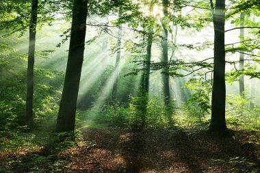 Sonbahar yaprak döken orman içinde güzel güneş ışınları