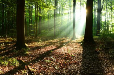 Sonbahar yaprak döken orman içinde güzel güneş ışınları