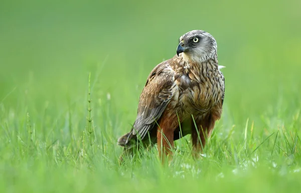 Bruine Kiekendief Natuurlijke Habitat Close — Stockfoto