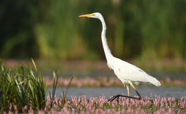 Grande Egret Branco Habitat Natural — Fotografia de Stock