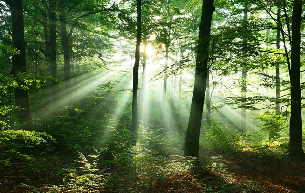 Красивые Солнечные Лучи Осенью Лиственных Лесах — стоковое фото