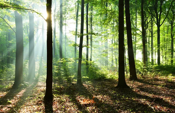 Hermoso Bosque Otoño Con Luz Del Sol Mañana — Foto de Stock