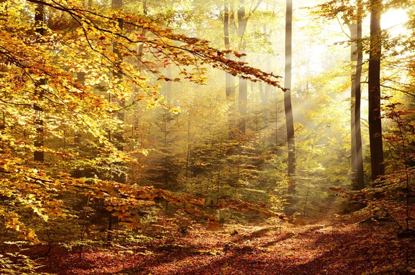 Hermoso Bosque Otoño Con Sol Mañana — Foto de Stock