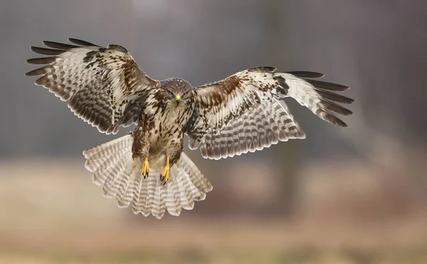 Vista Ravvicinata Della Poiana Comune Nell Habitat Naturale — Foto Stock