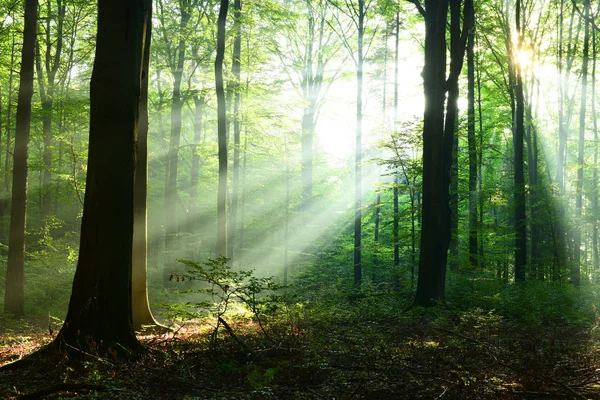 Schöne Sonnenstrahlen Herbstlichen Laubwald — Stockfoto