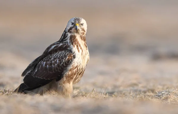 Vista Perto Buzzard Comum Habitat Natural — Fotografia de Stock