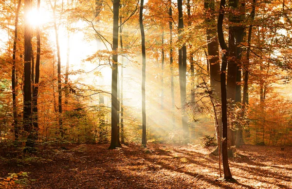 Красивый Осенний Лес Утренним Солнцем — стоковое фото