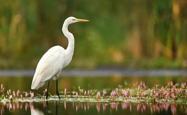 Grande Egret Branco Habitat Natural — Fotografia de Stock