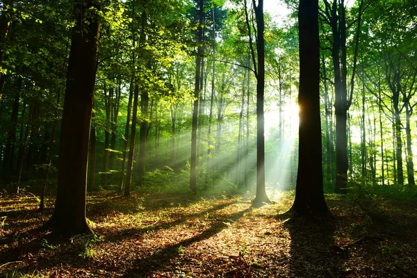 Hermosos Rayos Sol Otoño Bosque Caducifolio — Foto de Stock