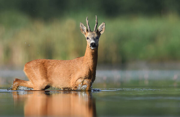 Close up view of roe deer in natural habitat