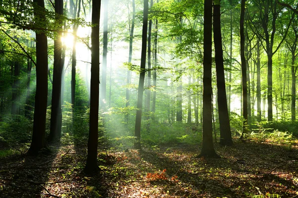 Schöner Herbstwald Mit Morgensonne — Stockfoto