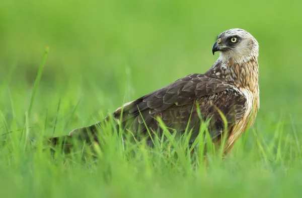 Kärrhök Hemtrakter Nära Håll — Stockfoto