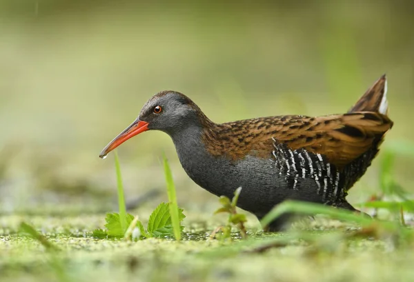 Vista Cerca Water Rail Hábitat Natural —  Fotos de Stock