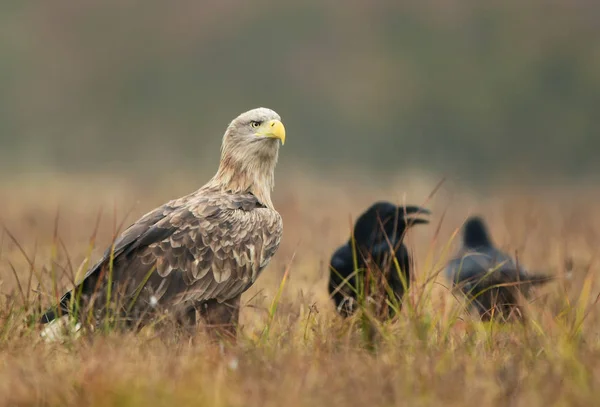 Seeadler Haliaeetus Albicilla — Stockfoto