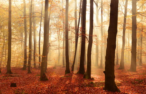 Bela Paisagem Floresta Outono Com Raios Sol Matinais — Fotografia de Stock