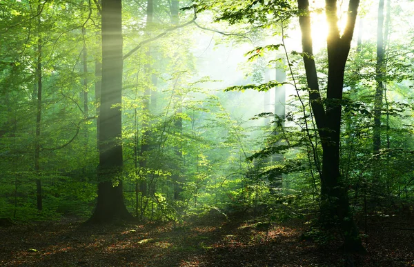 Beaux Rayons Soleil Forêt Feuillus Automne — Photo