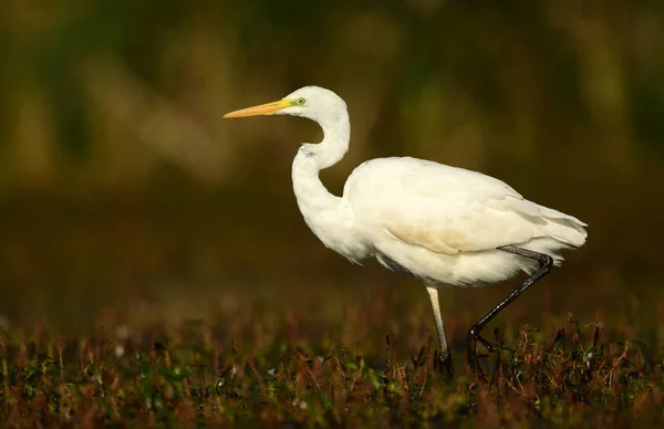 Nagy Fehér Egret Természetes Élőhely — Stock Fotó