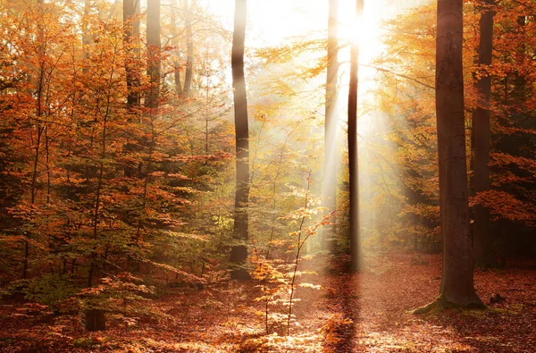 Belle Forêt Automne Avec Soleil Matin — Photo