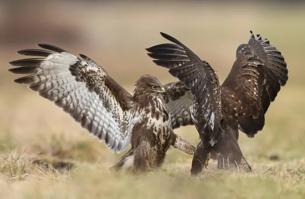 Close View Common Buzzards Fighting Meadow — Stock Photo, Image