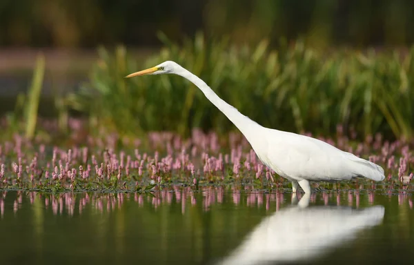 Grote Witte Zilverreiger Natuurlijke Habitat — Stockfoto