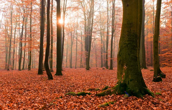 Прекрасний Осінній Ліс Ранковим Сонцем — стокове фото