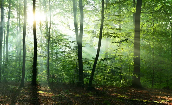 Schöne Sonnenstrahlen Herbstlichen Laubwald — Stockfoto