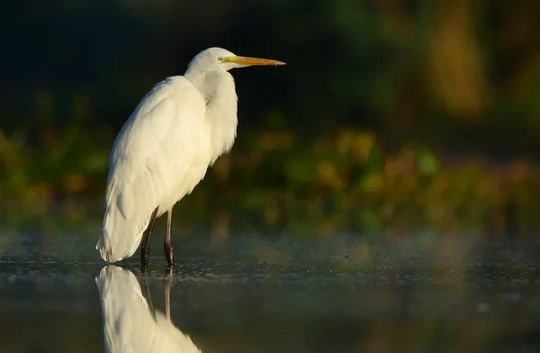 Gran Garza Blanca Hábitat Natural —  Fotos de Stock